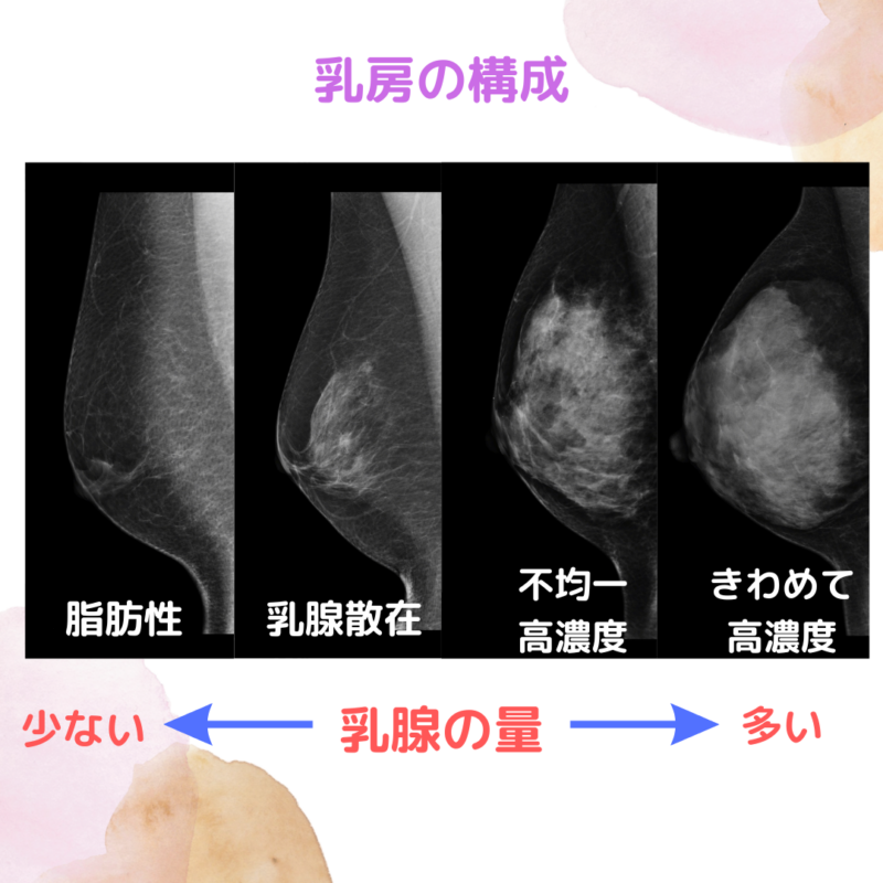 乳房の構成について むらさき乳腺クリニック五反田